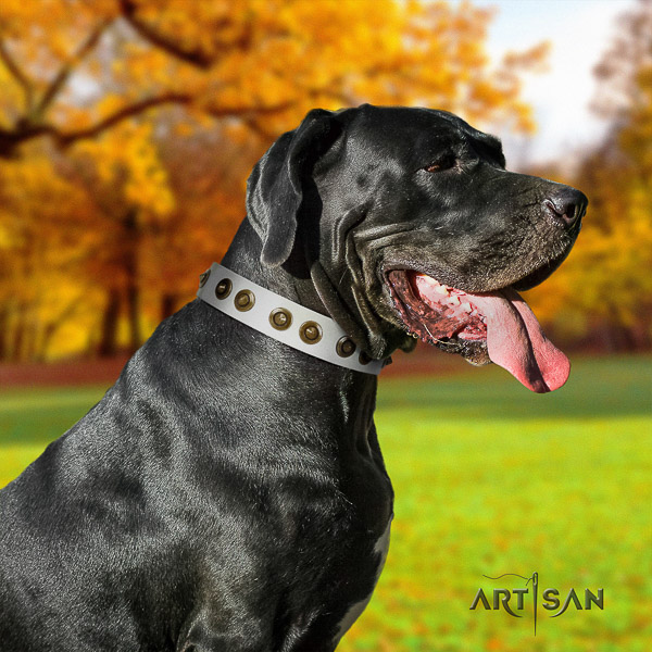 Great Dane comfy wearing genuine leather collar with adornments for your canine