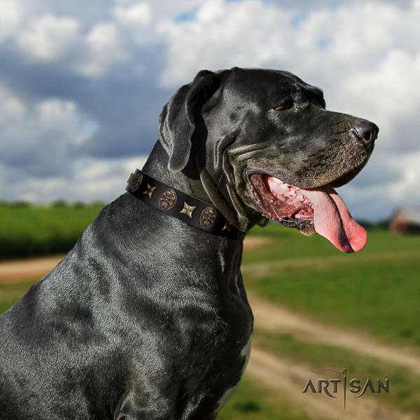 Great Dane daily use full grain genuine leather collar with adornments for your four-legged friend