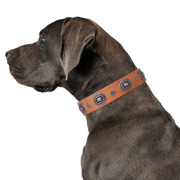 Great Dane stylish full grain leather dog collar for everyday use