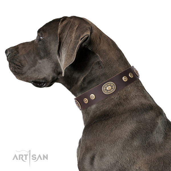 Great Dane amazing full grain leather dog collar for comfortable wearing