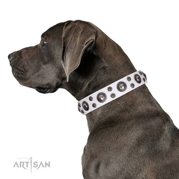 Great Dane fashionable full grain natural leather dog collar for walking