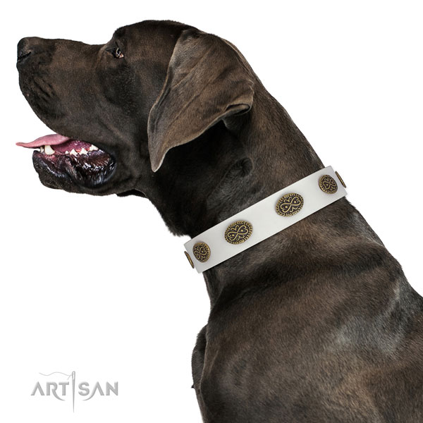 Great Dane remarkable full grain genuine leather dog collar for stylish walking