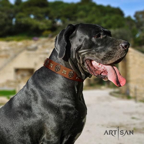 Great Dane fancy walking natural leather collar with adornments for your dog