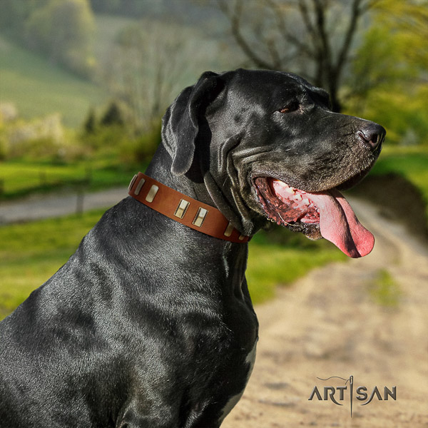 Great Dane stylish walking full grain leather collar with adornments for your doggie