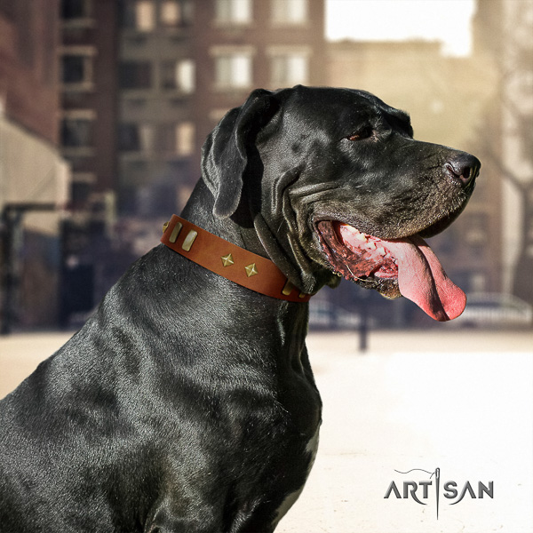 Great Dane comfortable wearing full grain natural leather collar with studs for your dog