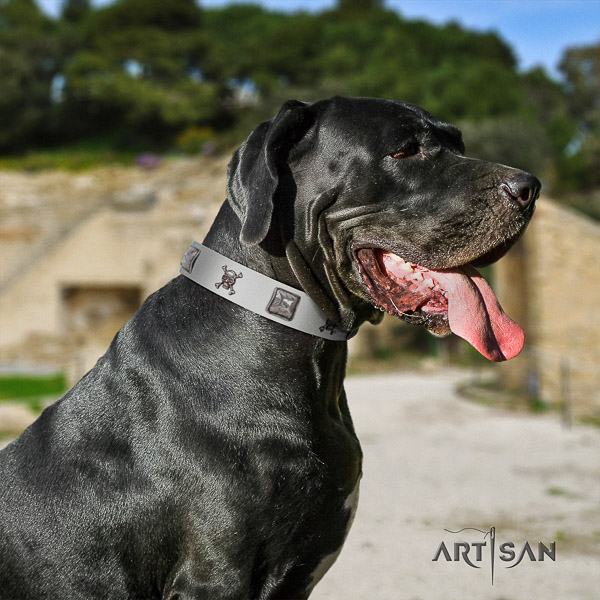 Great Dane comfy wearing full grain natural leather collar with embellishments for your pet