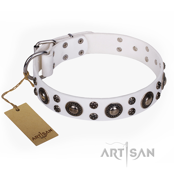 Durable leather dog collar with chrome plated fittings