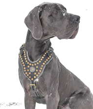 Exclusive Design Studded Leather Harness for Great Dane  Exclusive Design Studded Leather Harness for Great Dane