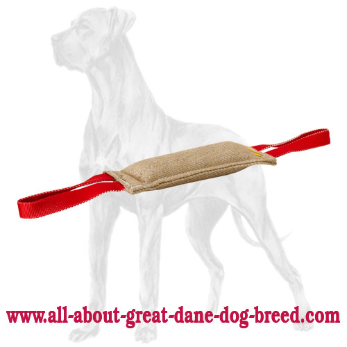 Great dane obedience training shops